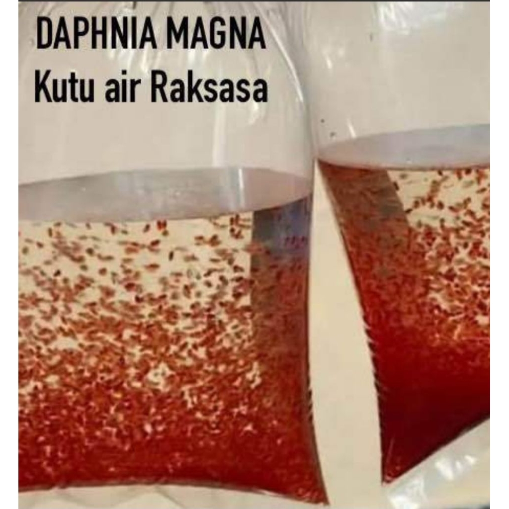 Daphnia magna starter /kutu air raksasa(Luar Kota)