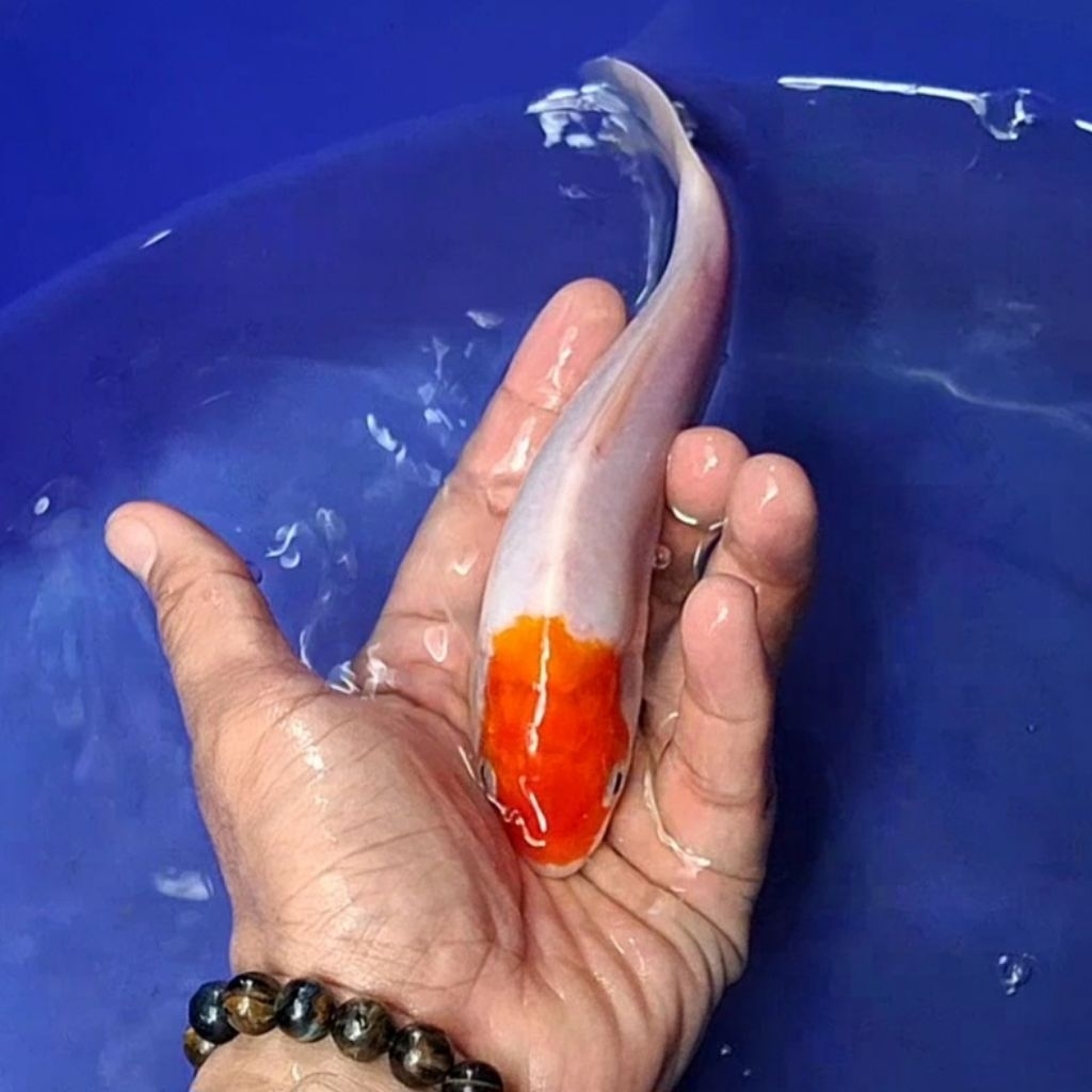 Ikan Koi Blitar Jenis Tancho / Rumah Koi Jakarta / Kode 005
