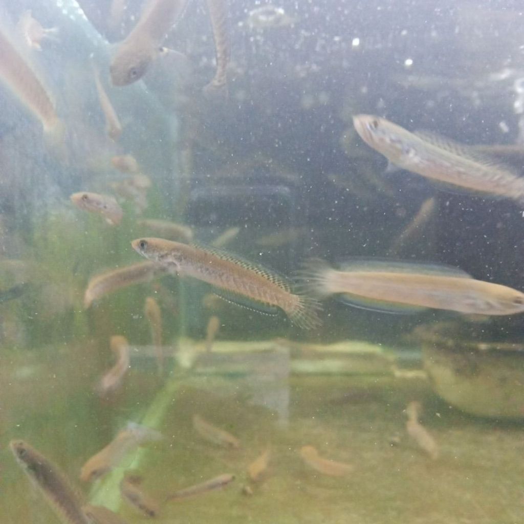 Channa Andrao 3-4cm