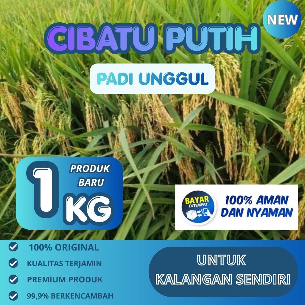 Benih padi cibatu putih original kemasan 1kg