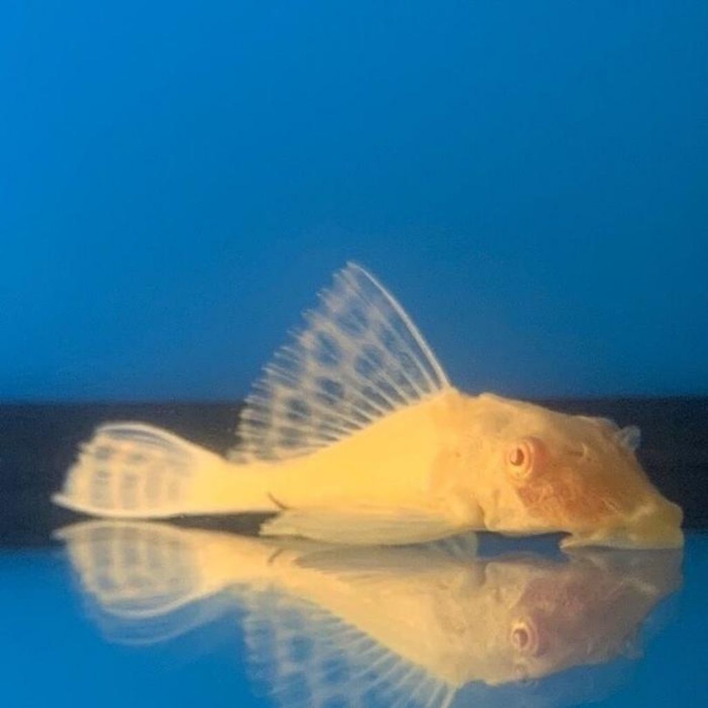 Ikan Sapu Sapu Gibicep || Pleco L083 / Pleco Gibicep - Sapu Sapu Mentega
