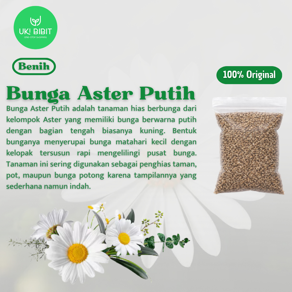 ( 10 Butir ) Benih Biji Bunga Aster Putih | Bunga Aster Mix | Bunga Daisy
