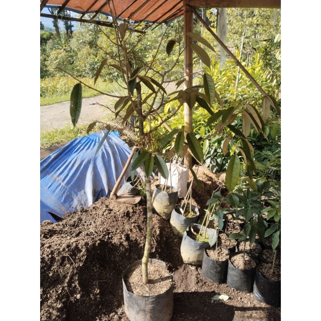Pohon Durian_Hasil Okulasi Sudah Berbuah