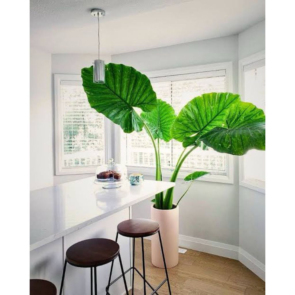 Tanaman Hias Alocasia Macrorrhiza (Talas Jumbo Hijau)