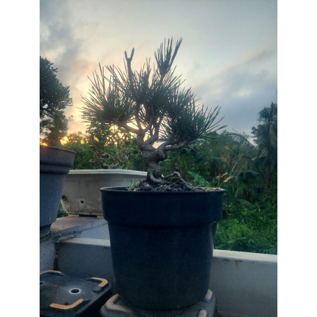 bonsai black pine