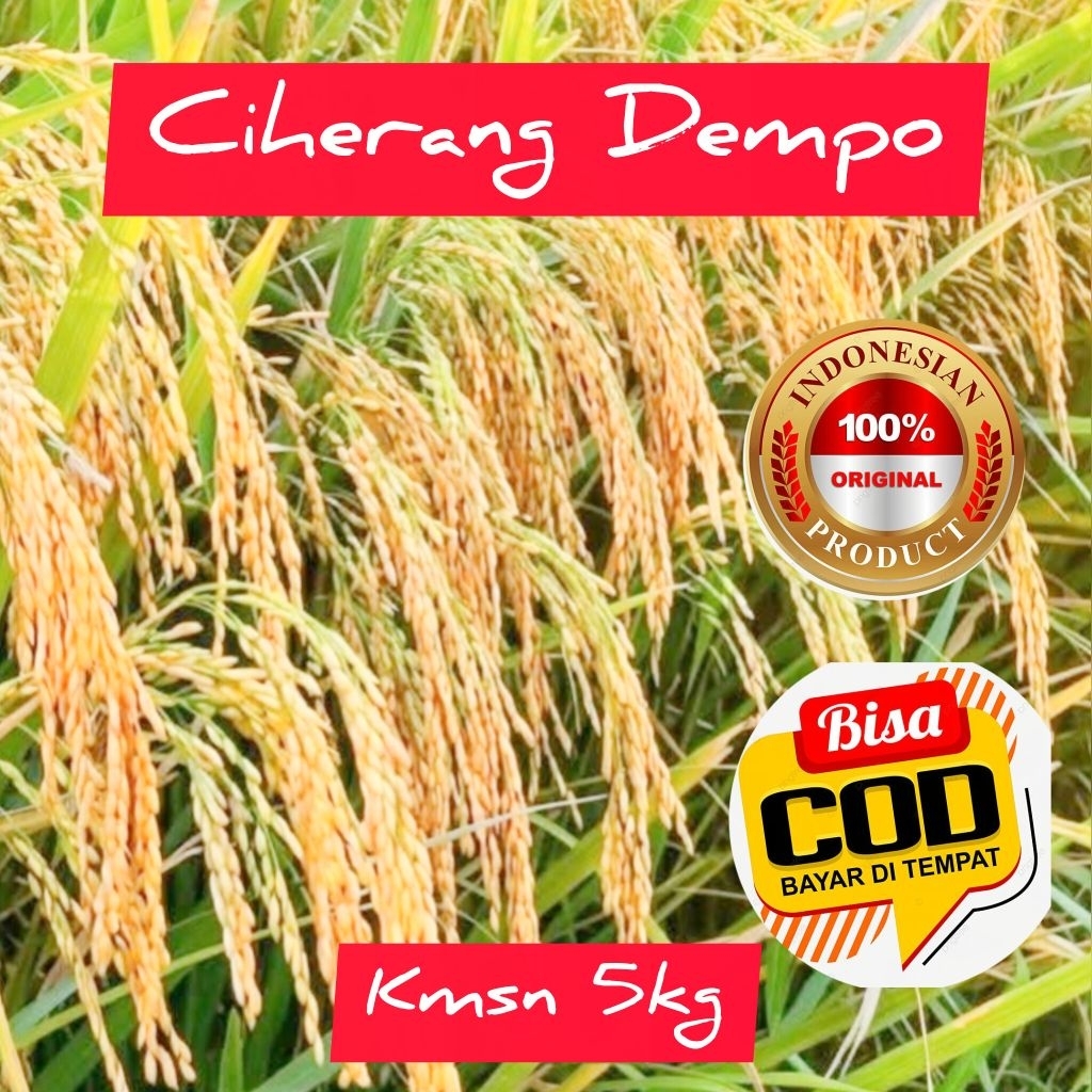 Benih padi super unggul Ciherang dempo kmsn 5kg