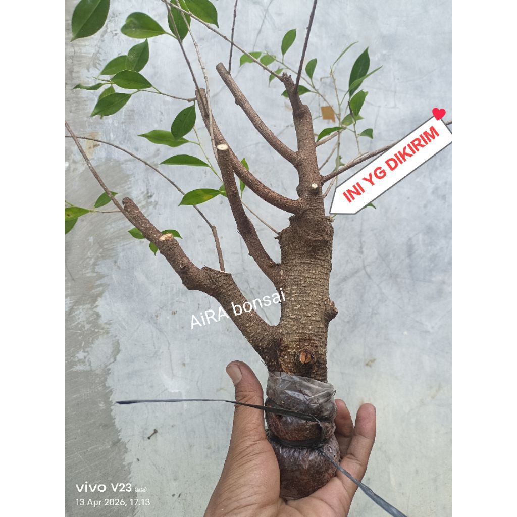 cangkokan kimeng bahan bonsai