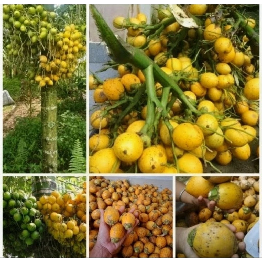 Pinang Wangi Pinang Pandan Wangi