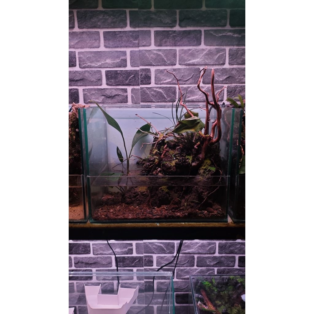 Paludarium Starter Series Tank 30 Cm by Sepenuhjiwawork.gallery