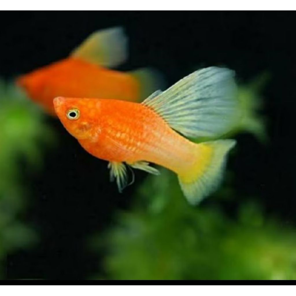 HIASAN PLATY SUNRISE INDUKAN (1PASANG)