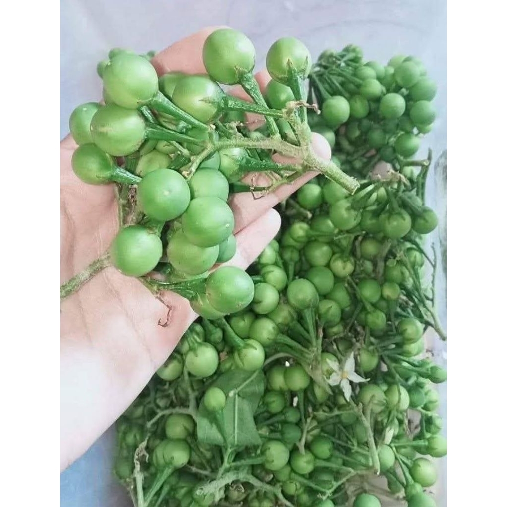 buah rimbang/cempokak 100gr medan