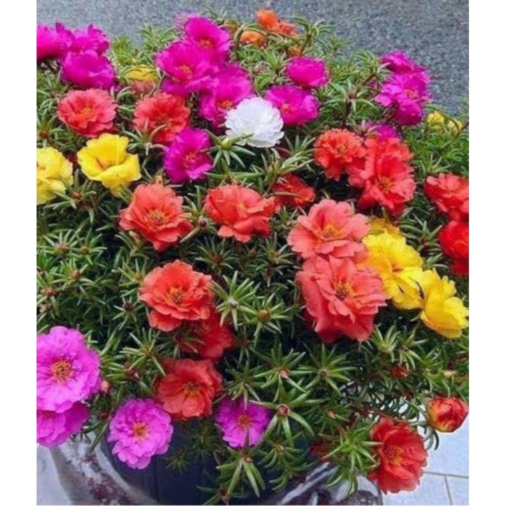 bibit,bunga,krokot,warna,warni,bunga,pilihan,beli(1)bonus(3)bunga,krokot,pilihan