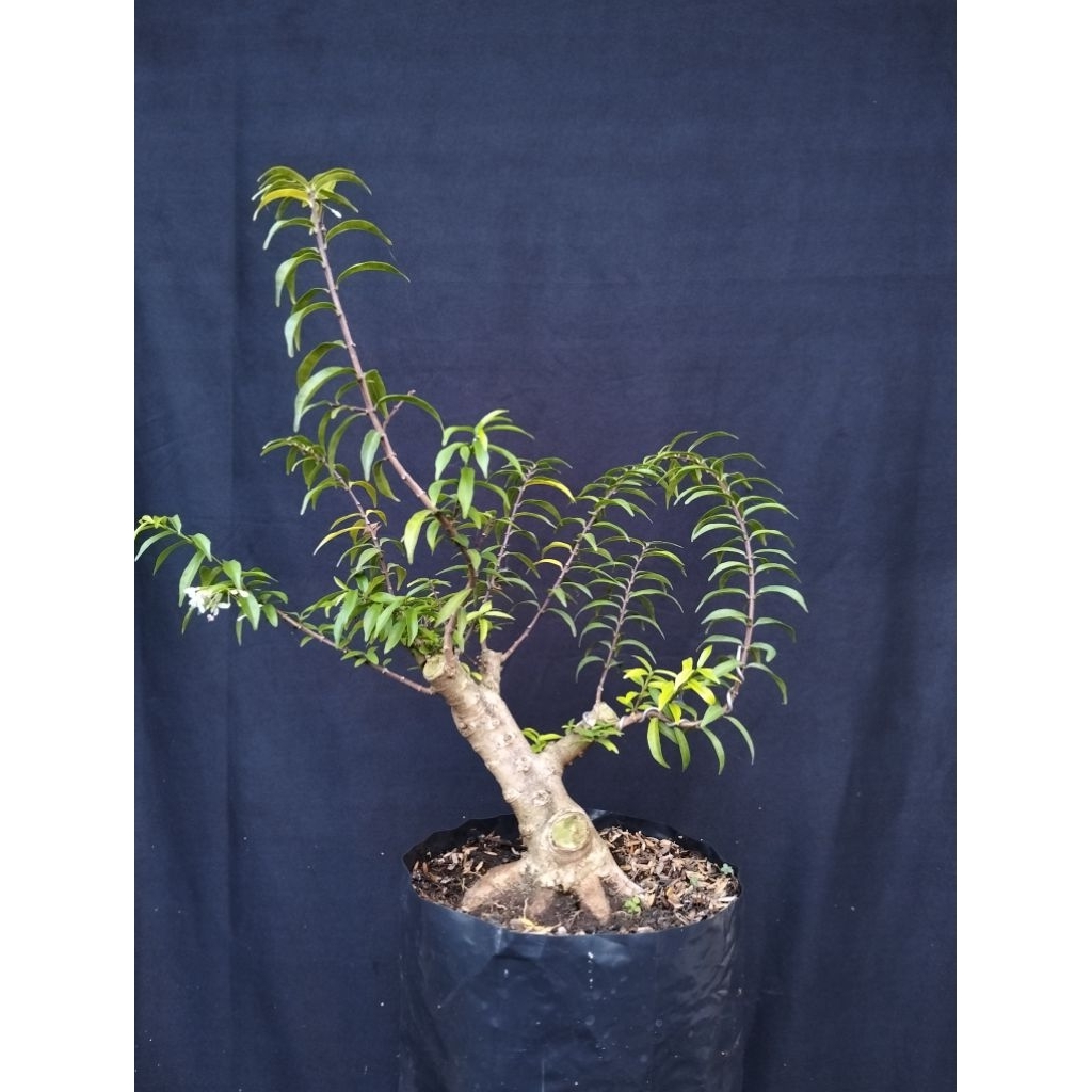 Bahan bonsai anting putri mikro sesuai foto