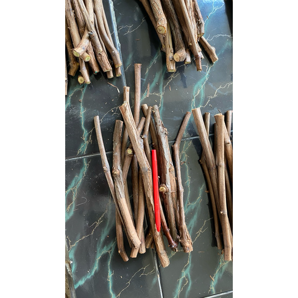 Cutting Rootstock IAC 572
