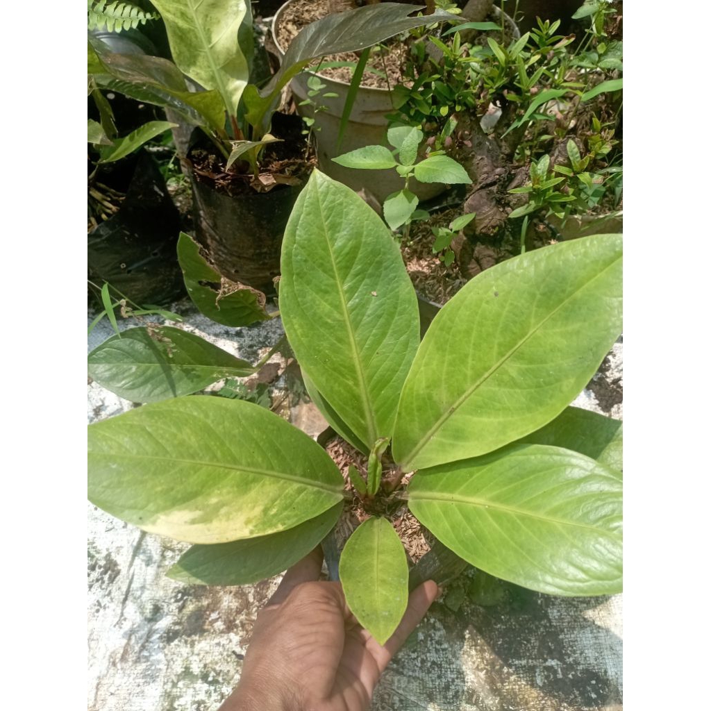 antorium jemani