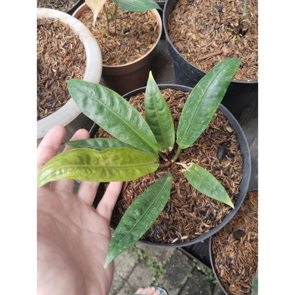anthurium black mamba roset ( anggle wings)