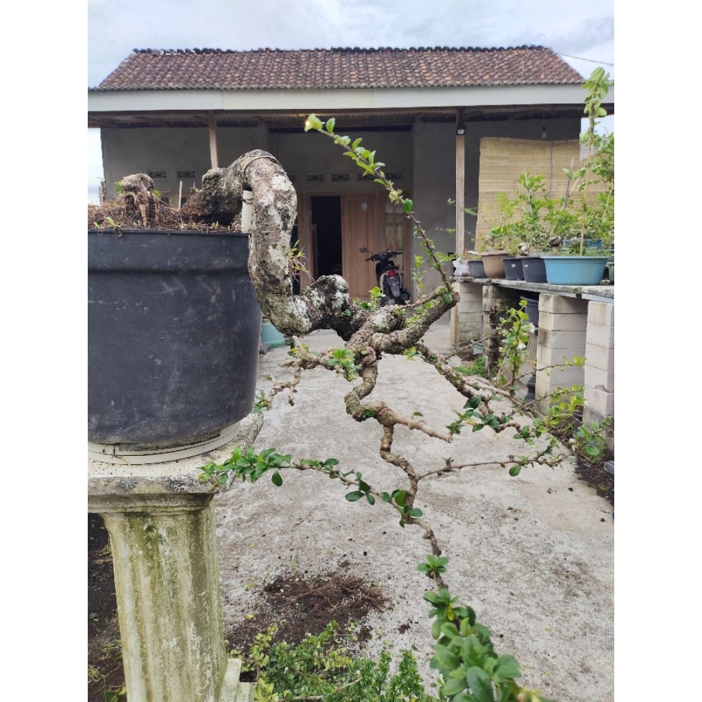 bonsai hokianti