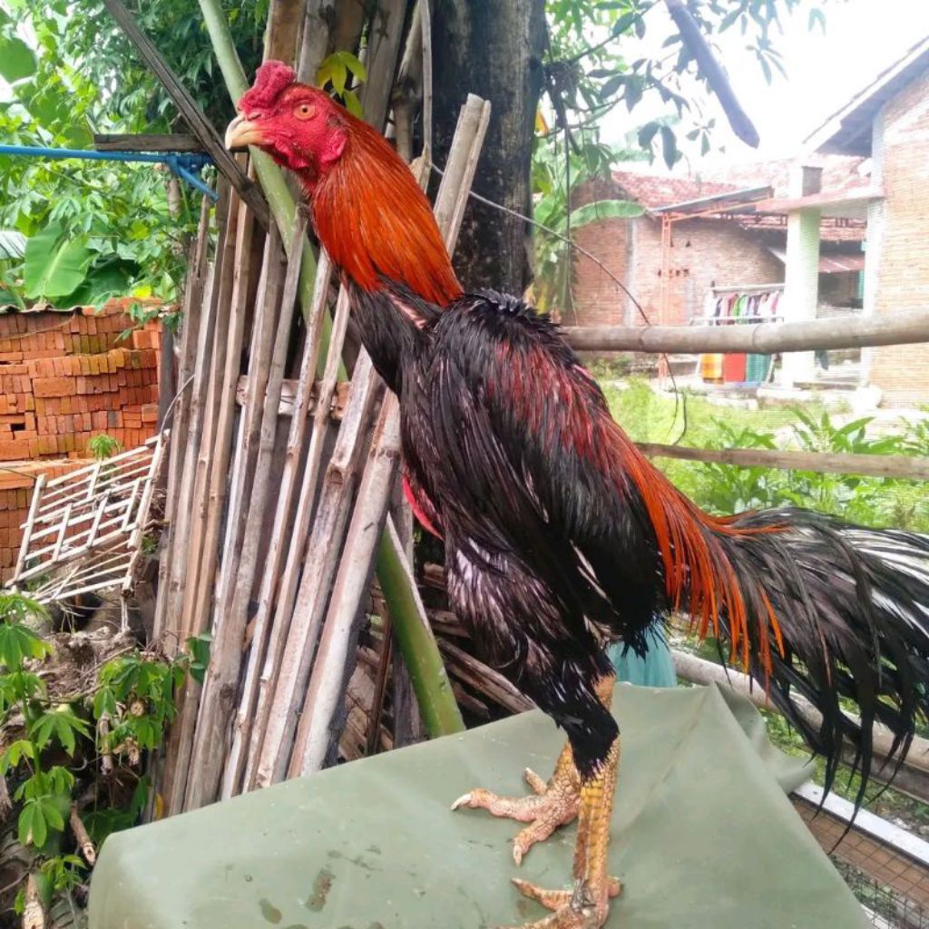 telur fertil ayam juara full brakot pakhoy