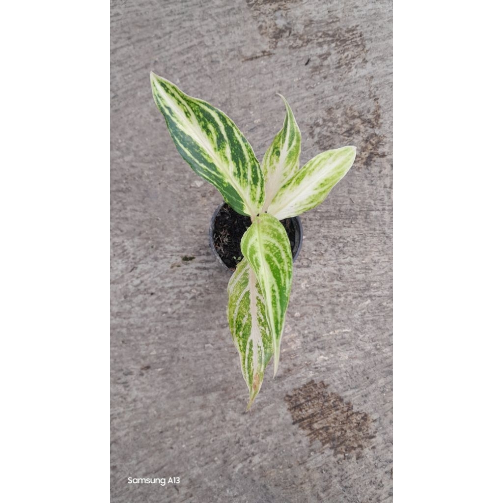 Aglonema White Sunset (Size Remaja)