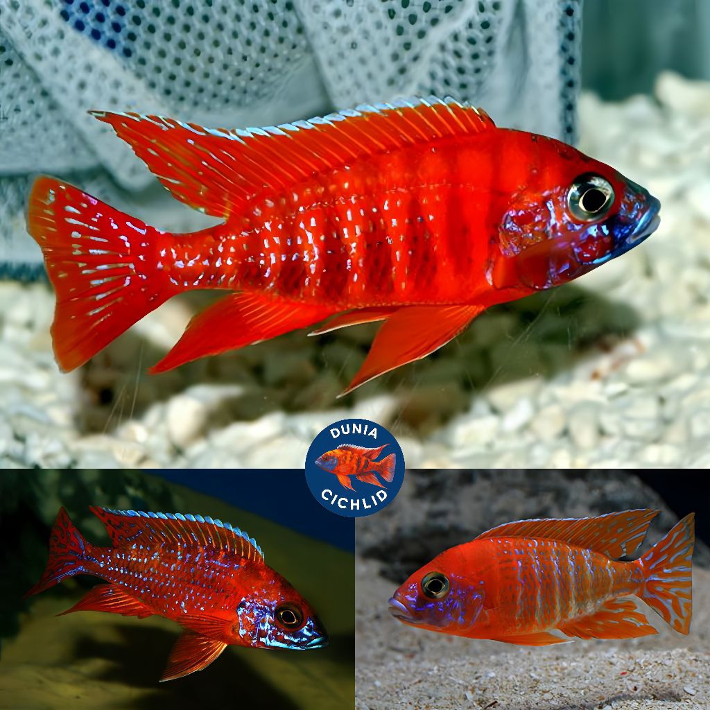 Red Rubin Cichlid