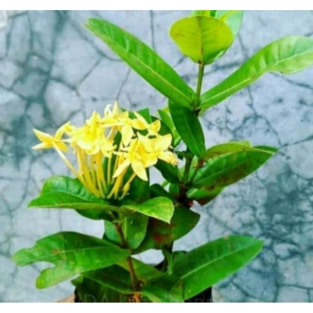 pohon soka jepang. bunga kuning