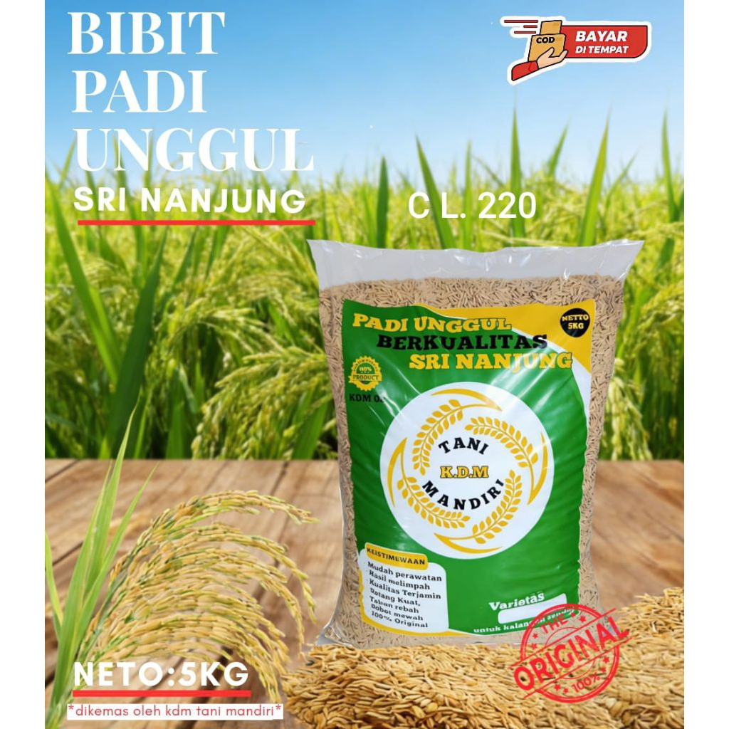 BENIH PADI BIBIT PADI CL 220 KEMASAN 5 KG BENIH PADI UNGGUL HASIL TINGGI
