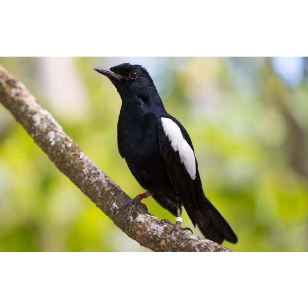 kacer dada hitam jawatimur
