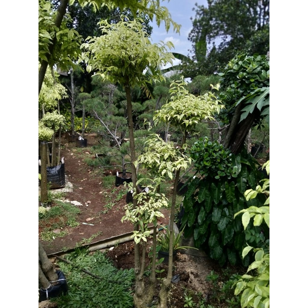 bonsai Taman anting Putri tinggi 160 cm bonsai anting Putri tinggi 160 cm cabang 4