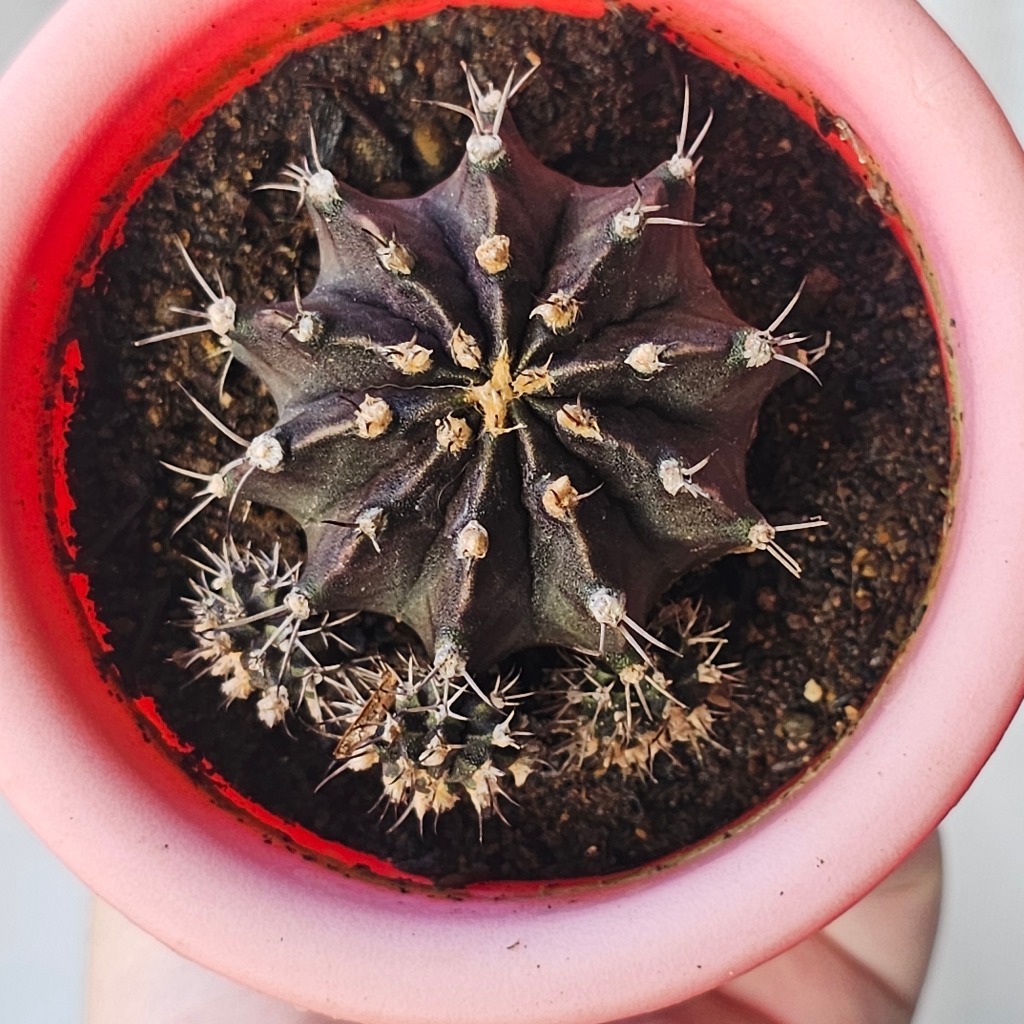 Paket KAKTUS SUKULEN Gymnocalycium Mihanovichii Miha Chin Cactus Gymno Merah Maroon - Tumbuhan Hidup