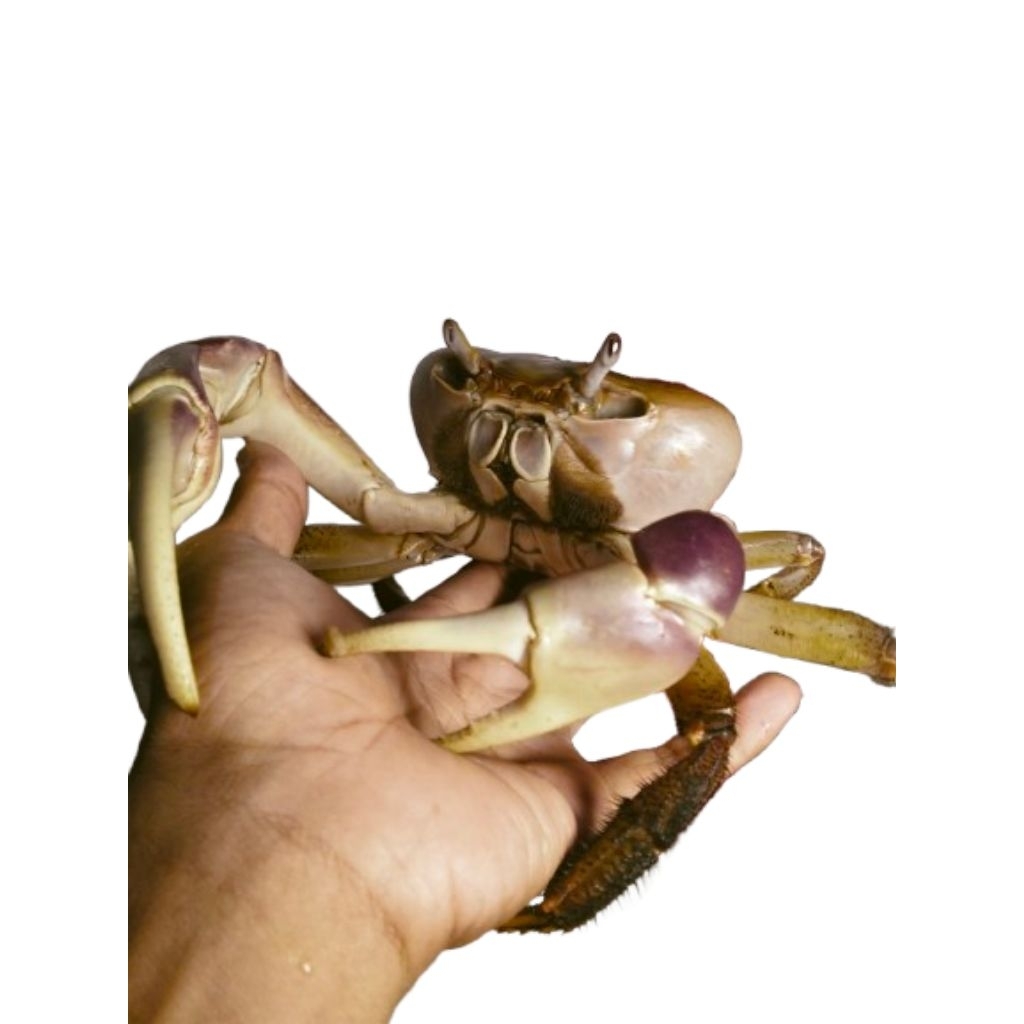 Kepiting Darat Cardisoma Carnifex Jumbo Hidup | Kepiting Hias Darat Ukuran Besar Sehat Aktif