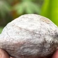 Muncang kemiri adu si tisuk
