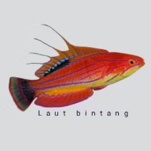 dianfish layar