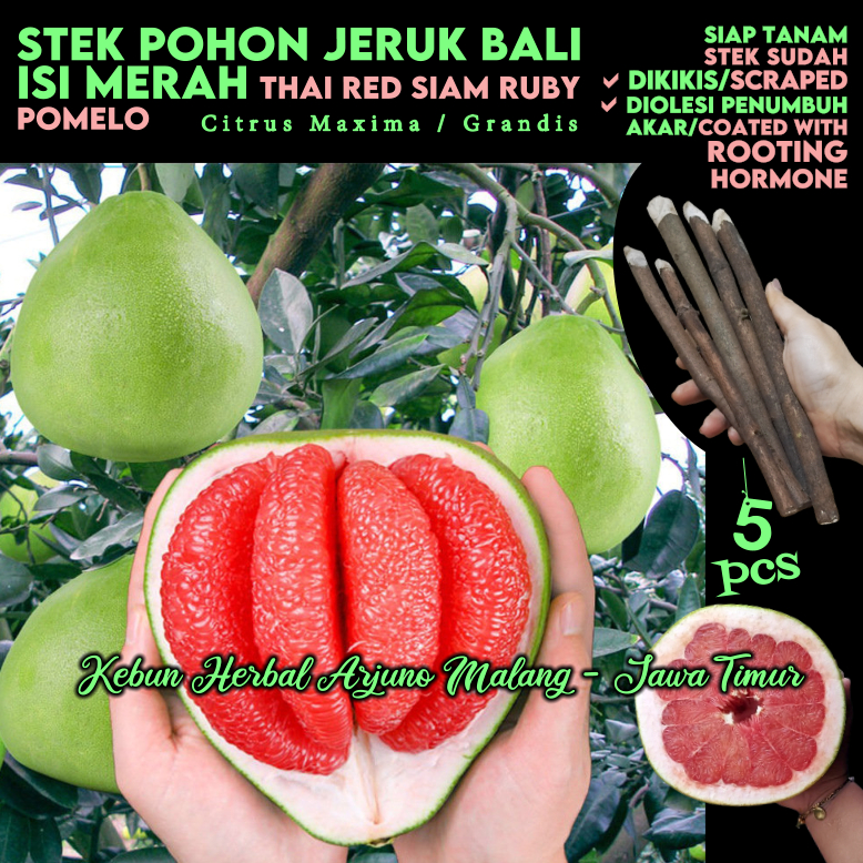 Jeruk Bali 5pcs Stek Batang Tanaman Pohon Buah Pomelo Isi Merah Thailand Siam Ruby Varitas Unggul Mu