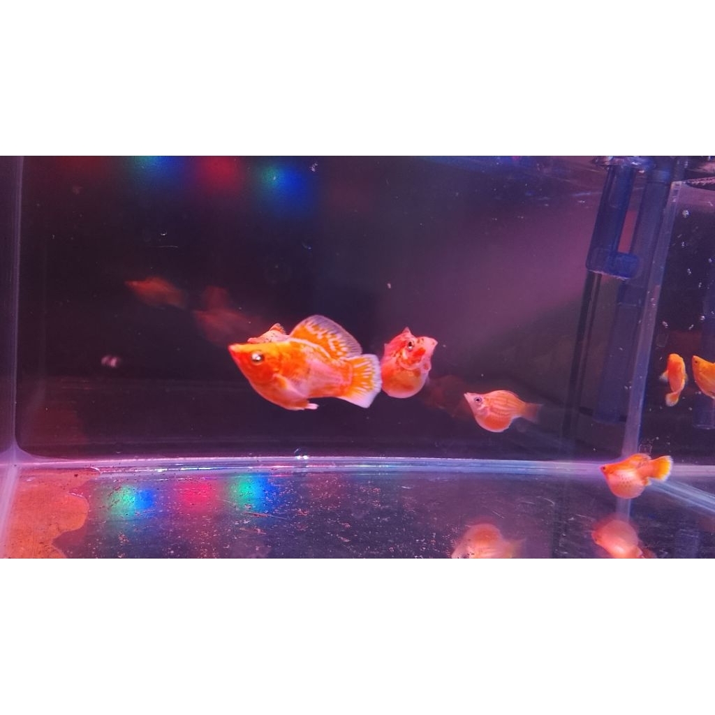 sepasang indukan ikan molly golden thailand