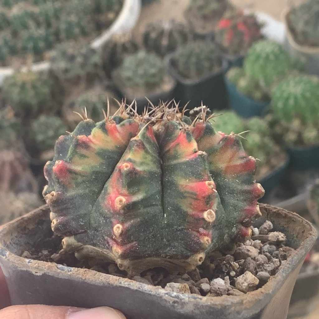 Gymno Miha Hybrid Var ( kaktus gymnocalycium mihanovichii varigata kaktus belajar tanaman hias hidup