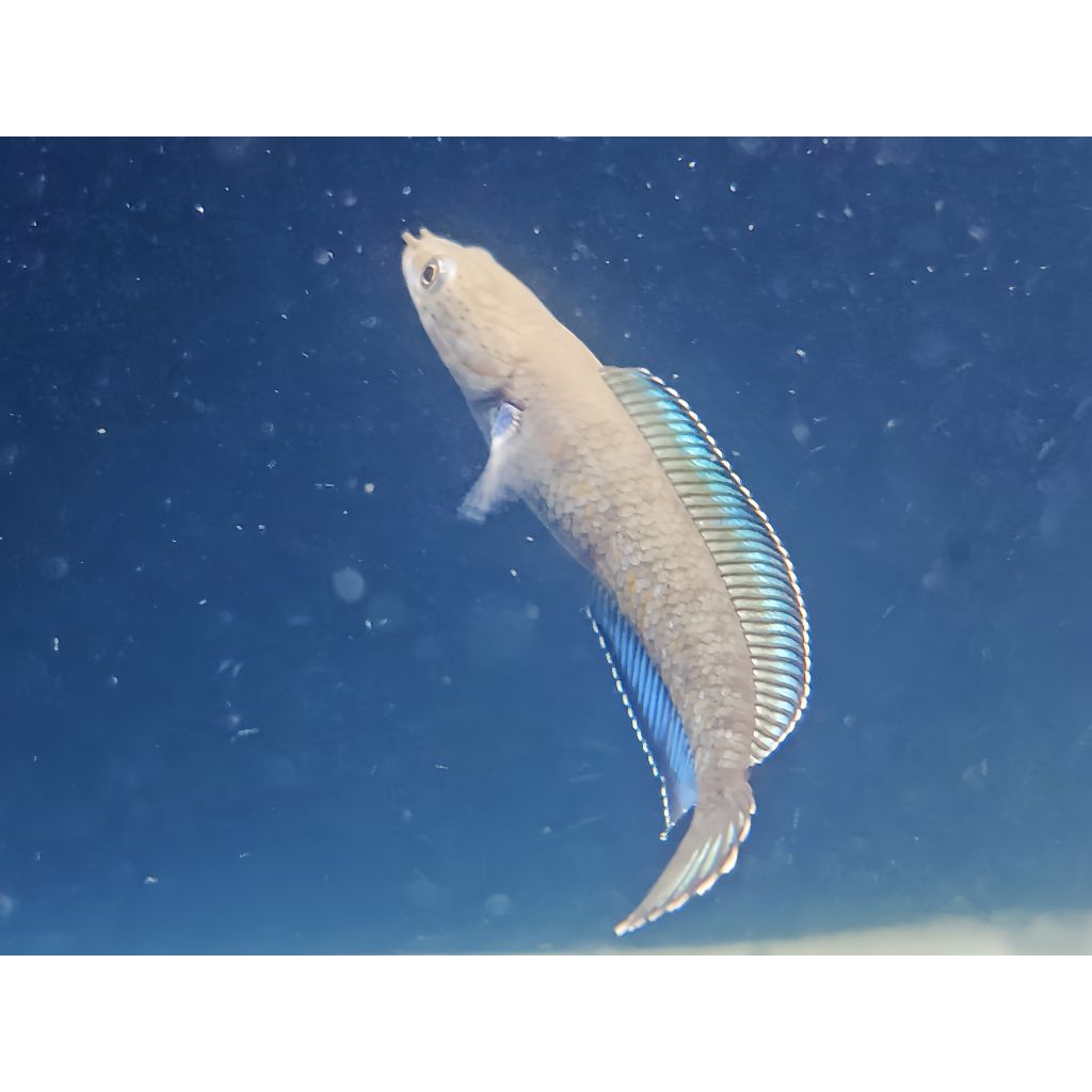 Ikan Channa Andrao Ukuran 4-5 cm, Rim Tebal, Makan Pelet