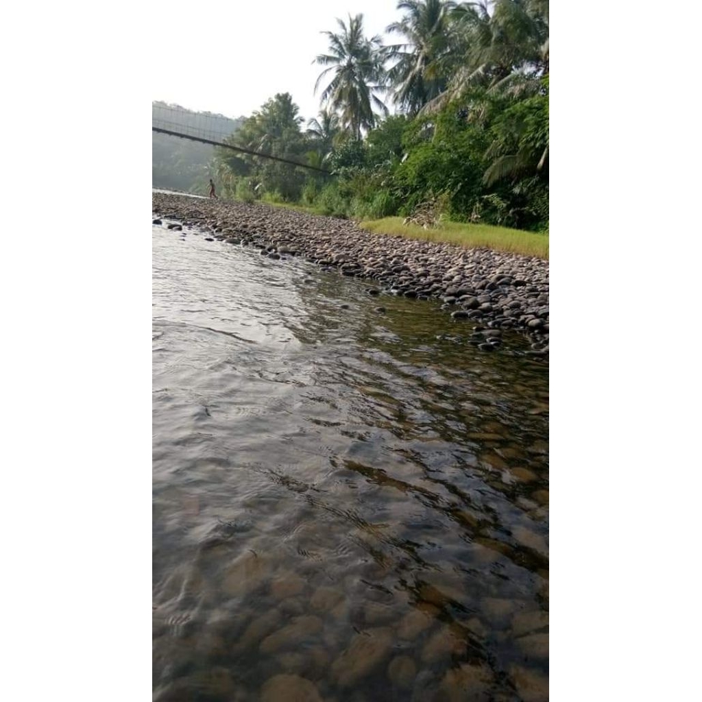 patung iwak bleheri 10cm
