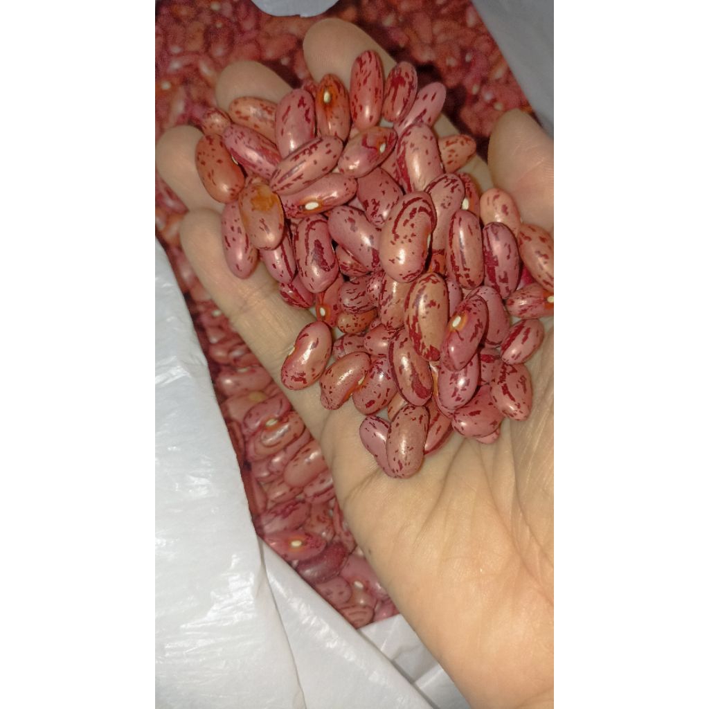 KACANG MERAH Kering /kacang merah MPASI/Es kacang merah/bibit kacang merah /kacang sop _kualitas Sup