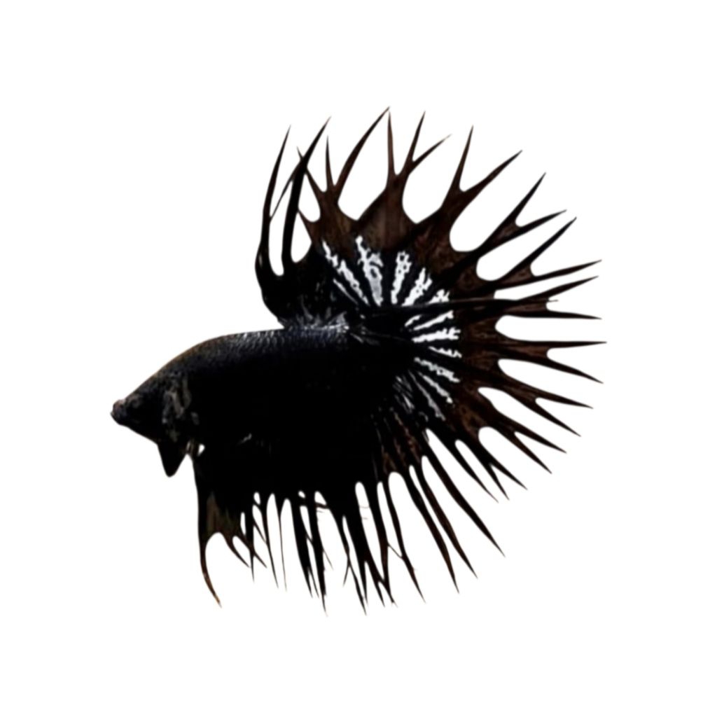 HIASAN AQUARIUM CT BLACK ORCHID GRADE A+