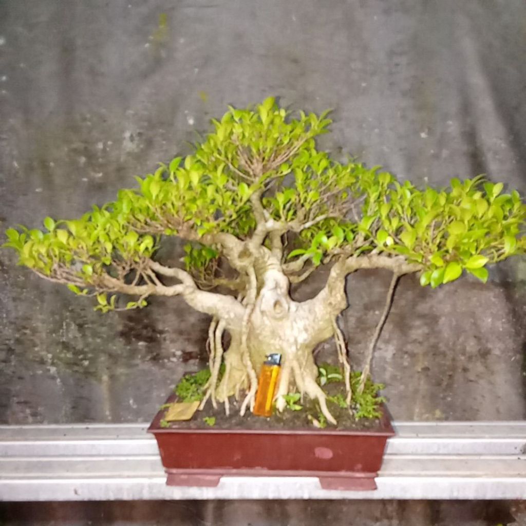 Bonsai kimeng siap pajang,prospek ekonomis