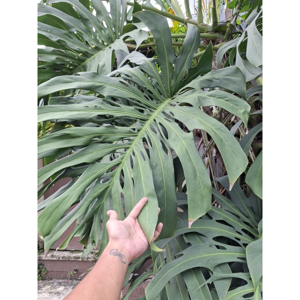 PHILODENDRON MONSTERA KING || TANAMAN HIAS MONSTERA || MONSTERA KING