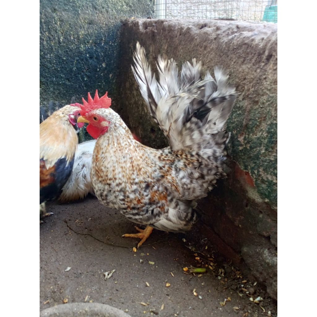 ayam kate jago jali terang
