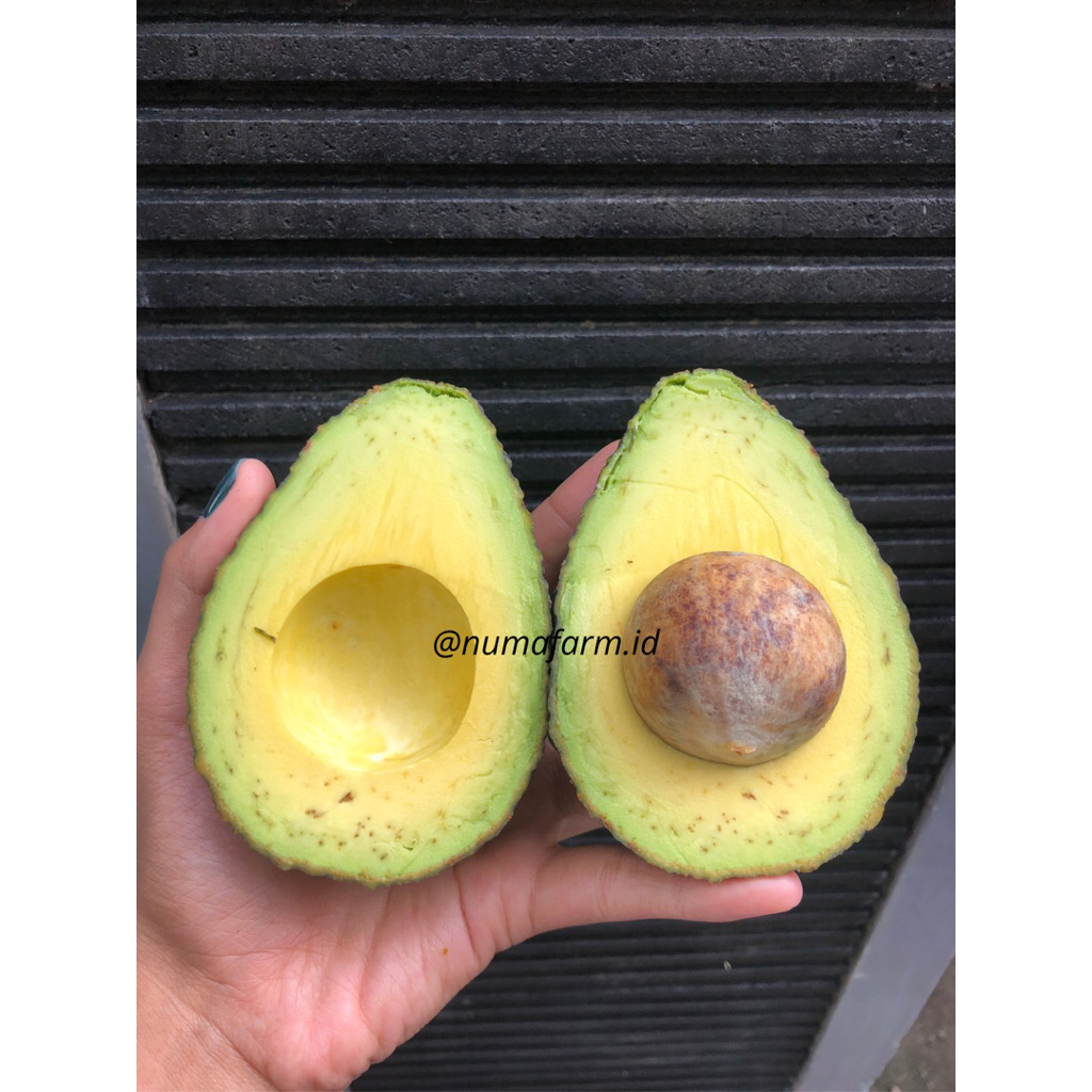 Alpukat Hass 1kg Langsung Dari Petani (5-6 Alpukat) Ready Stok