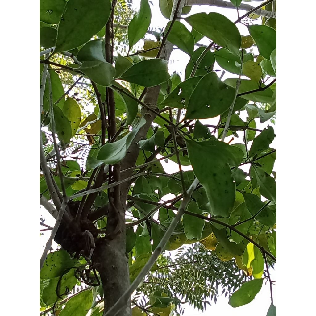 daun segar benalu pohon buah juwet jamblang