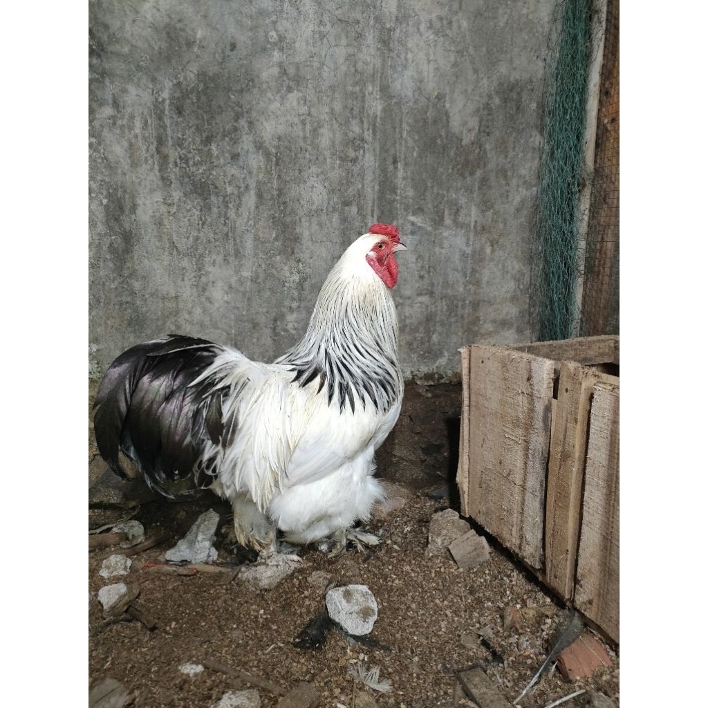 Anakan Brahma Columbian light