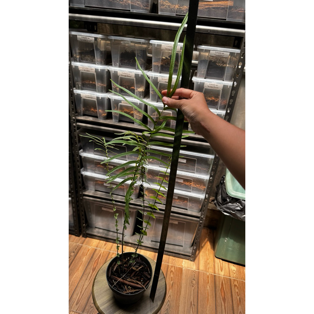 Pteris vittata / Tanaman Pakis Terestrial / Fern