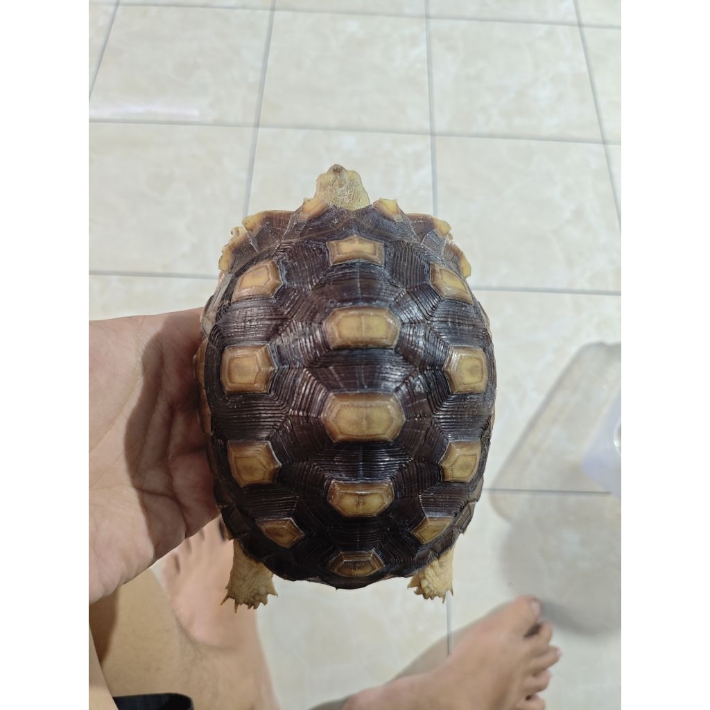 sulcata 15cm