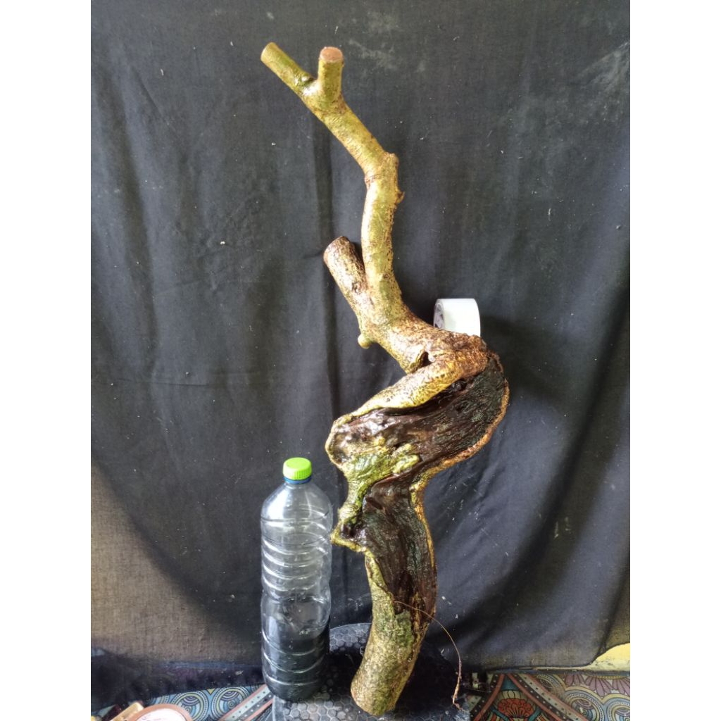 Bahan bonsai Bunut pucuk merah