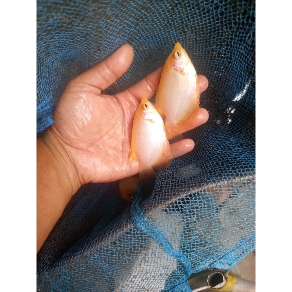 bibit gurame padang(khusus pengiriman instan cod) harga borongan.