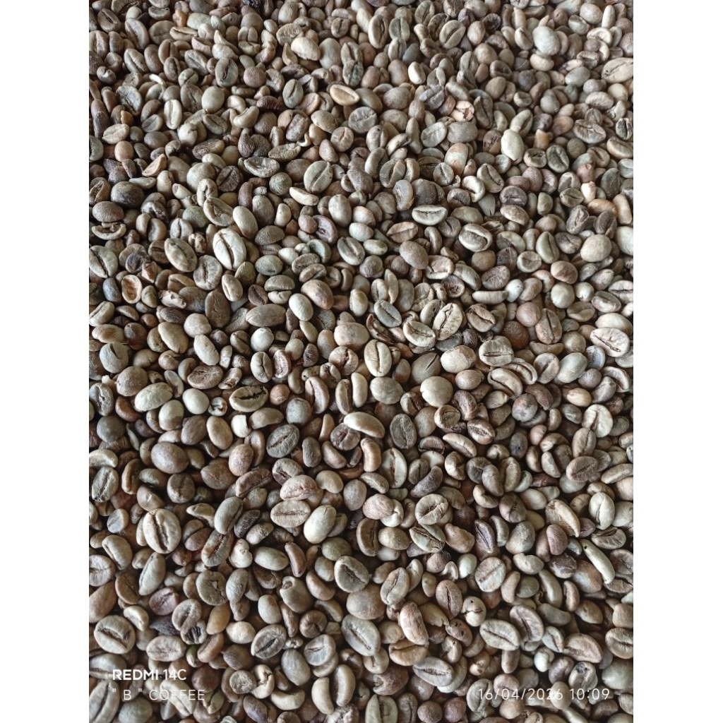Robusta Asalan 65